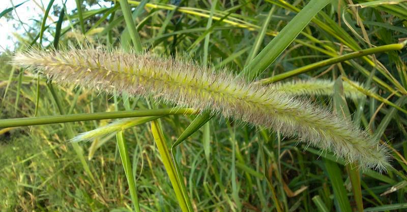 Napier Grass Pennisetum purpureum flower is a  NEMBA cat 2 alien invasive grass weed control durban