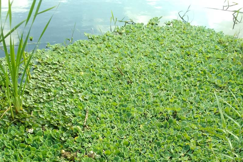 HLEM images Pistia stratiotes .jpg alien invasive aquatic weed