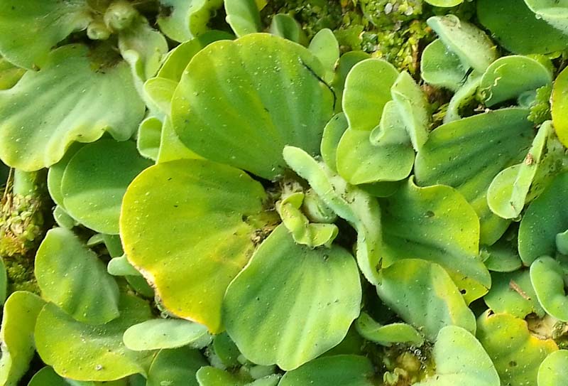 HLEM Pistia stratiotes is a  NEMBA cat 1b alien invasive aquatic weed control durban