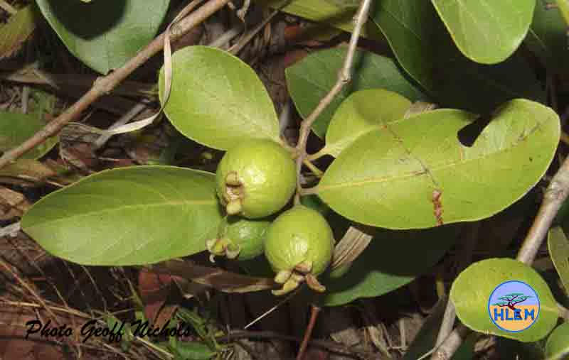HLEM Durban guava Psidium durbanensis fruit   NEMBA cat 1b alien invasive weed control durban
