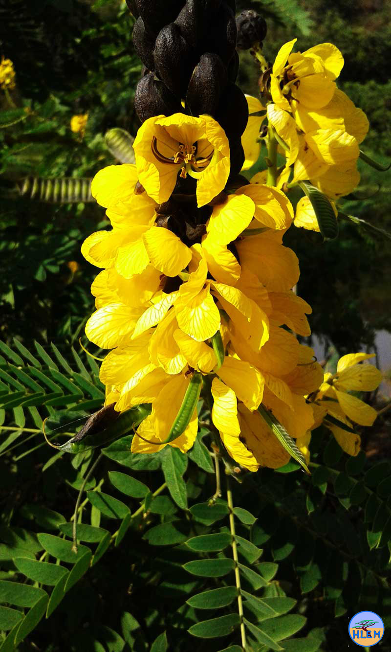 HLEM Senna didymobotrya NEMBA cat 1b alien invasive weed control durban