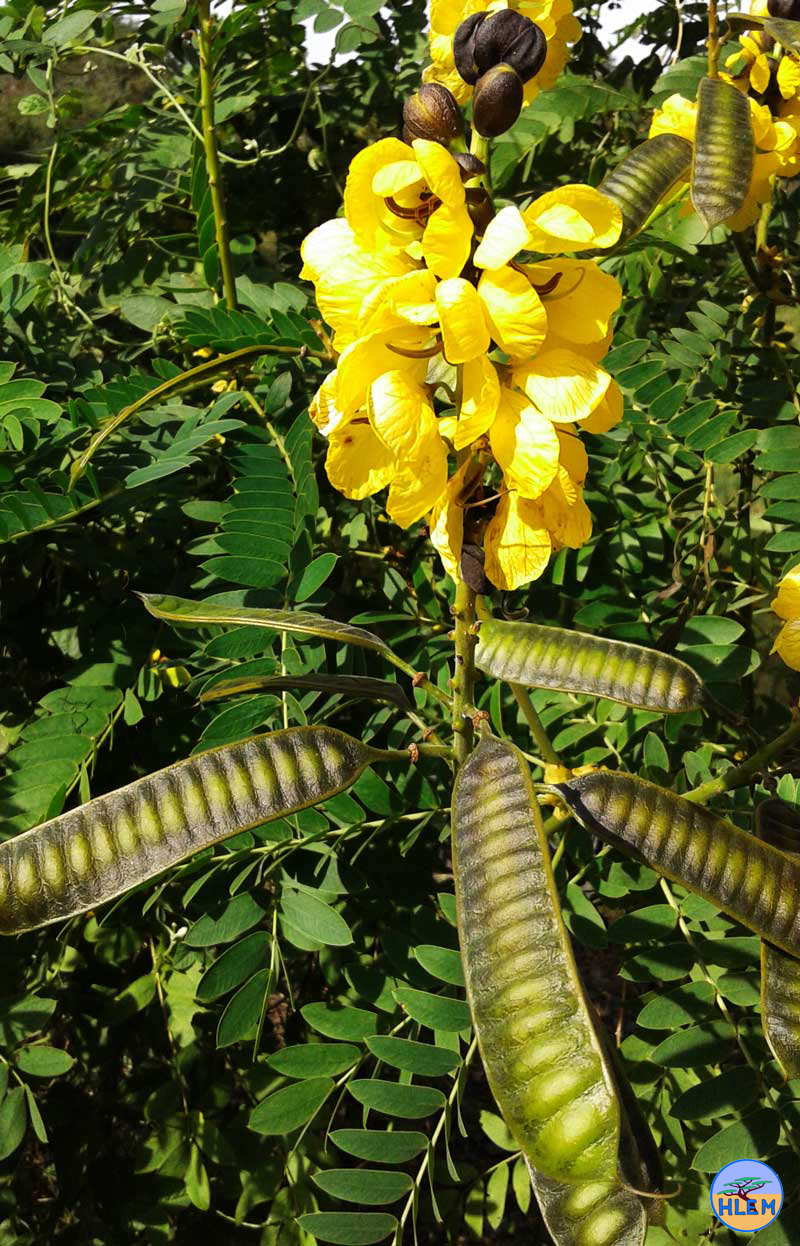 HLEM Senna didymobotrya seed NEMBA cat 1b alien invasive weed