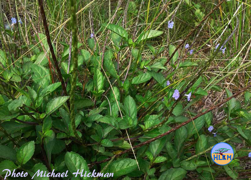 Blue Snakeweed Stachytarpheta cayennensis seedling  NEMBA cat 3 alien invasive weed control