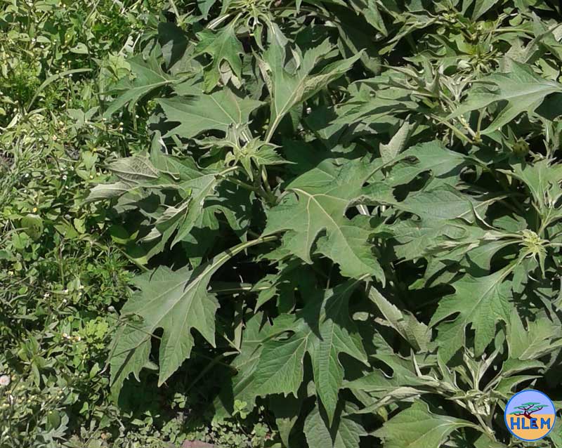 HLEM  Mexican sunflower Tithonia diversifolia plant  NEMBA cat 1b alien invasive weed