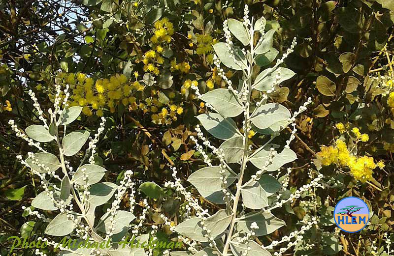 leaves and flower buds of Acacia podalyriifolia known as Queensland silver wattle or Pearl Acacia  NEMBA cat 1b alien invasive weed control HLEM Hlengiwe Luthuli Environmental Management (Pty) Ltd Durban KZN KwaZulu-Natal