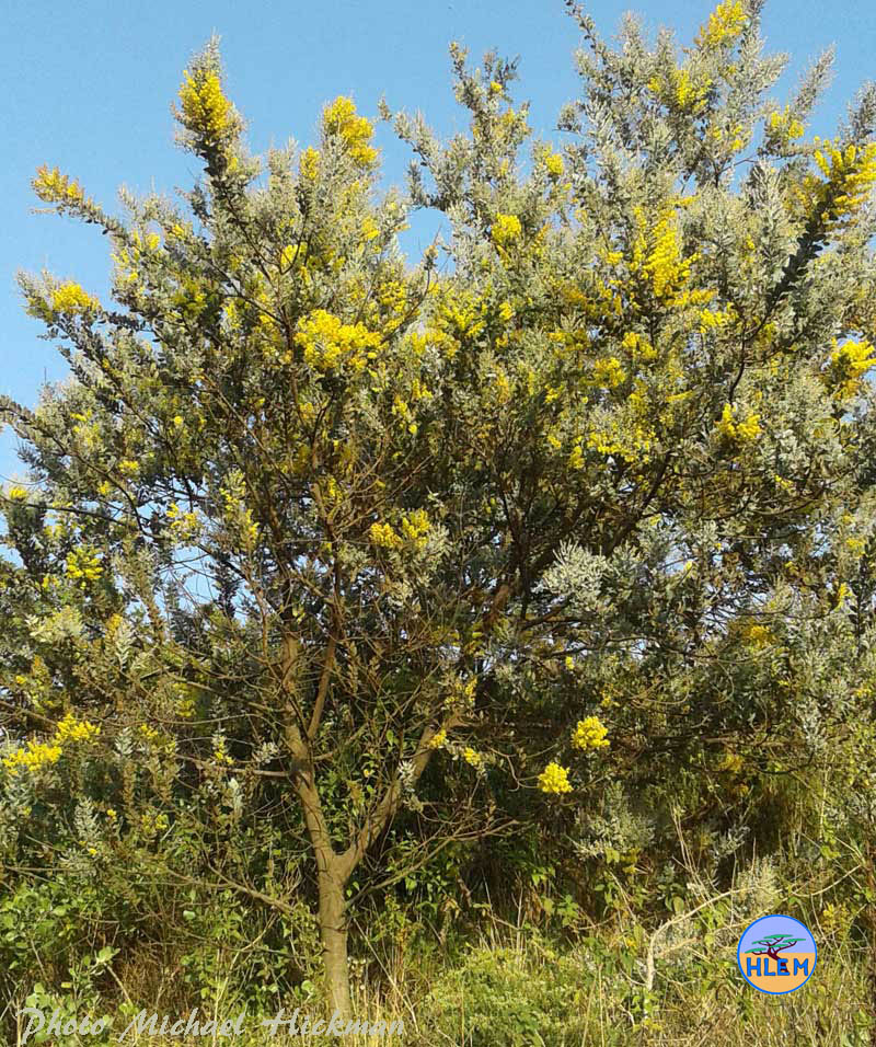 A mature Acacia podalyriifolia showing the smooth dark coloured bark NEMBA cat 1b alien invasive weed control HLEM Hlengiwe Luthuli Environmental Management (Pty) Ltd Durban KZN KwaZulu-Natal