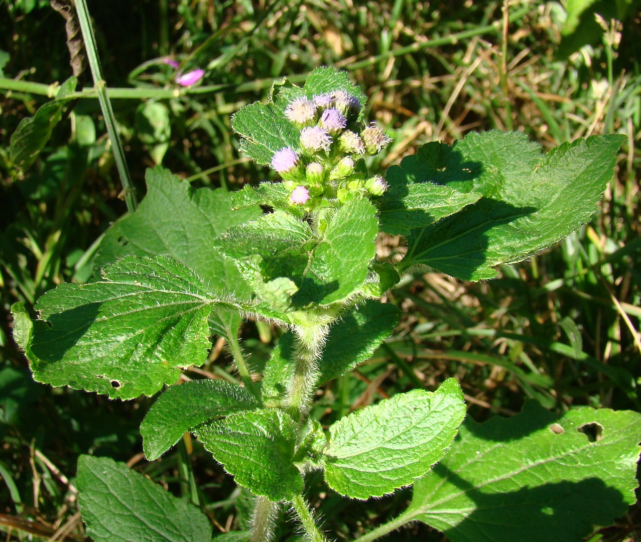 HLEM Ageratum houstonianum flower 2 NEMBA category 1b alien invasive weed control durban