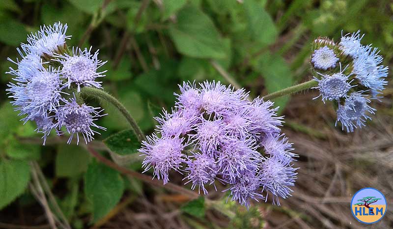 HLEM Ageratum houstonianum  flower NEMBA cat 1b alien invasive weed control durban