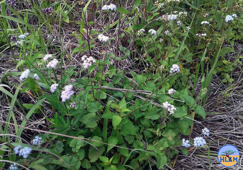 HLEM Ageratum houstonianum plant  NEMBA category 1b alien invasive weed DUrban Kwazulu-Nata