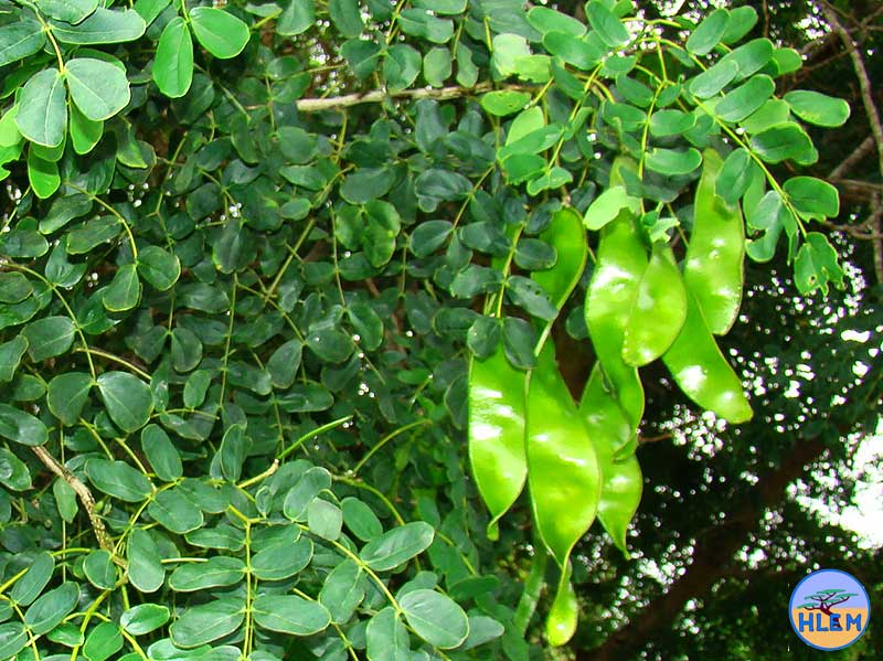 HLEM  Albizia lebbeck NEMBA cat 1b alien invasive weed control durban
