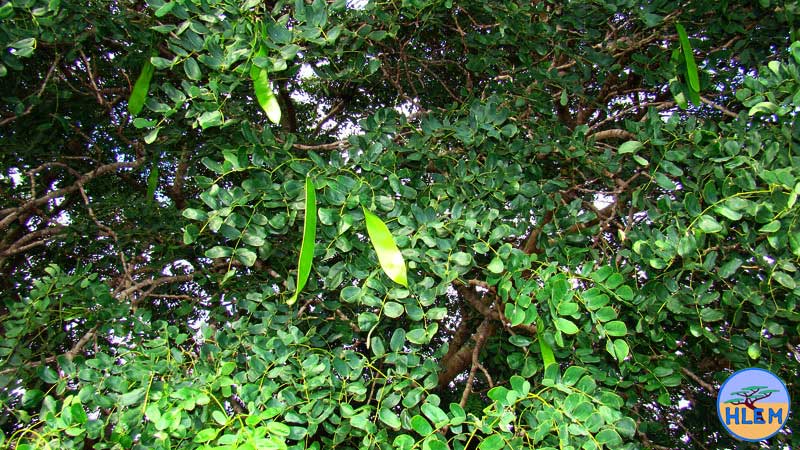 HLEM  Lebbeck tree Albizia lebbeck  NEMBA cat 1b alien invasive weed