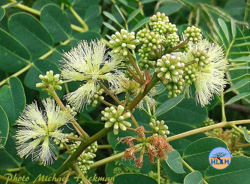 False lebbeck Albizia procera flower NEMBA cat 1b alien invasive weed control HLEM Hlengiwe Luthuli Environmental Management (Pty) Ltd Durban KZN KwaZulu-Natal
