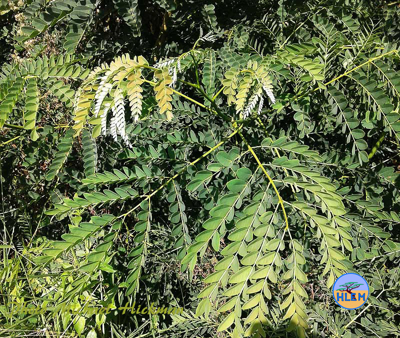 False lebbeck Albizia procera close up of leaves NEMBA cat 1b alien invasive weed control HLEM Hlengiwe Luthuli Environmental Management (Pty) Ltd Durban KZN KwaZulu-Natal