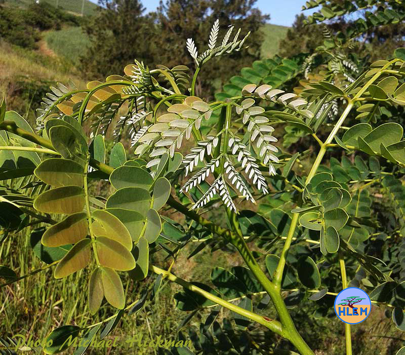 False lebbeck Albizia procera close up of new growth NEMBA cat 1b alien invasive weed control HLEM Hlengiwe Luthuli Environmental Management (Pty) Ltd Durban KZN KwaZulu-Natal