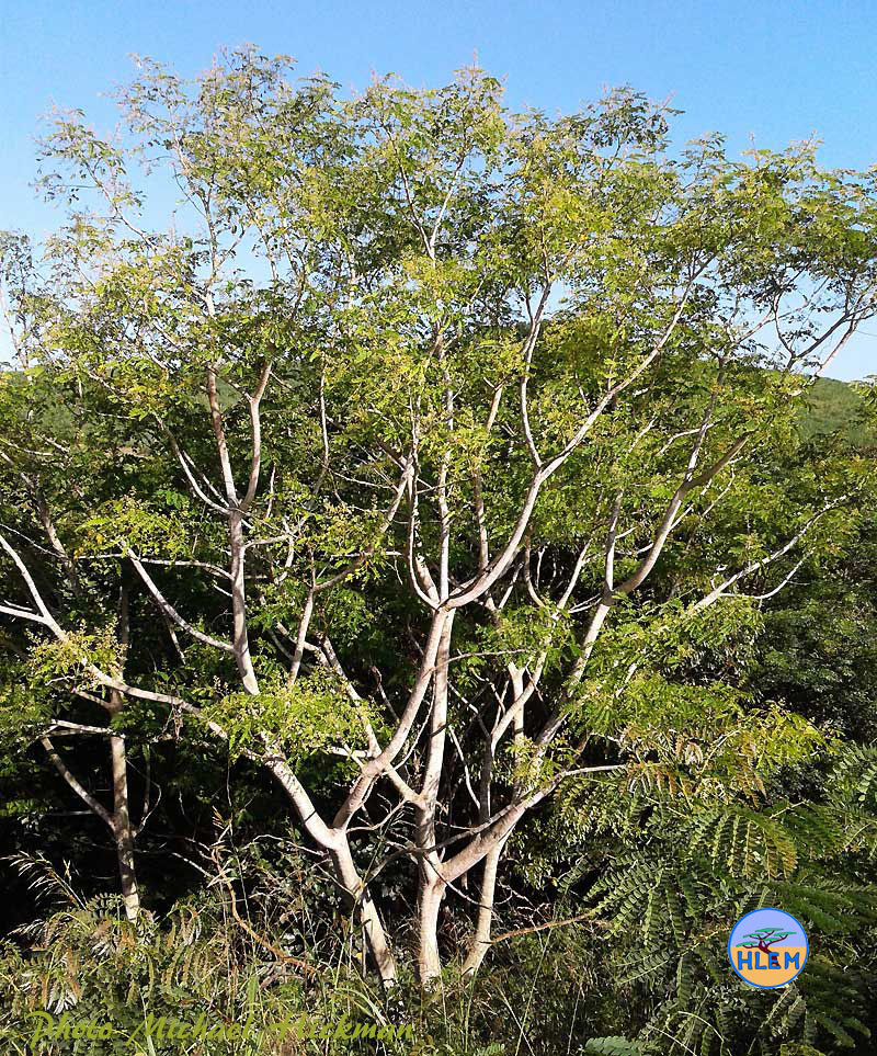 False lebbeck Albizia procera mature tree with charachteristic light coloured bark NEMBA cat 1b alien invasive weed control HLEM Hlengiwe Luthuli Environmental Management (Pty) Ltd Durban KZN KwaZulu-Natal