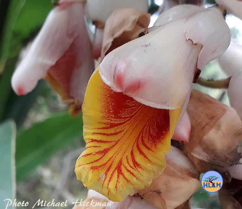 Flower o f shell gingerAlpinia zerumbet NEMBA cat 3 alien invasive weed control HLEM Hlengiwe Luthuli Enviromental management (pty) Ltd Durban KZN KwaZulu Natal South Africa