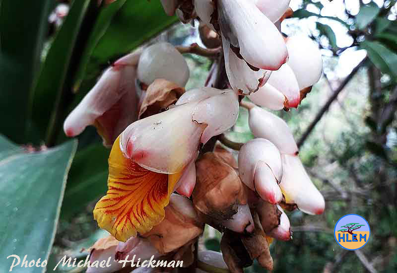 flowers of Shell Ginger Alpinia zerumbet is a NEMBA cat 3 alien invasive weed