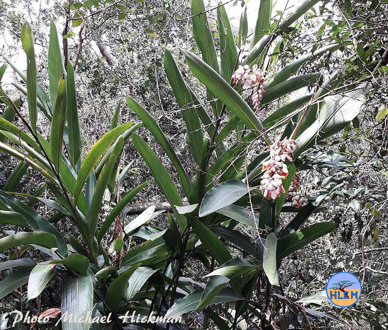 Shell Ginger Alpinia zerumbet is a NEMBA cat 3 alien invasive weed