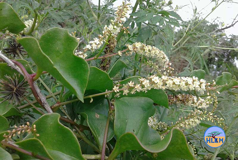 HLEM Madeira vine anredera cordifolia flower NEMBA cat 1b alien invasive weed control durban south africa