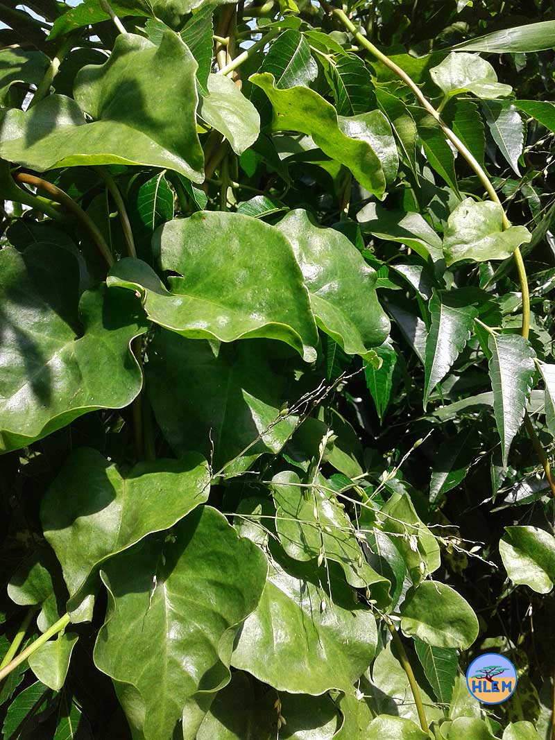 HLEM Madeira vine Anredera cordifolia leaf details NEMBA cat 1b alien invasive weed control durban south africa