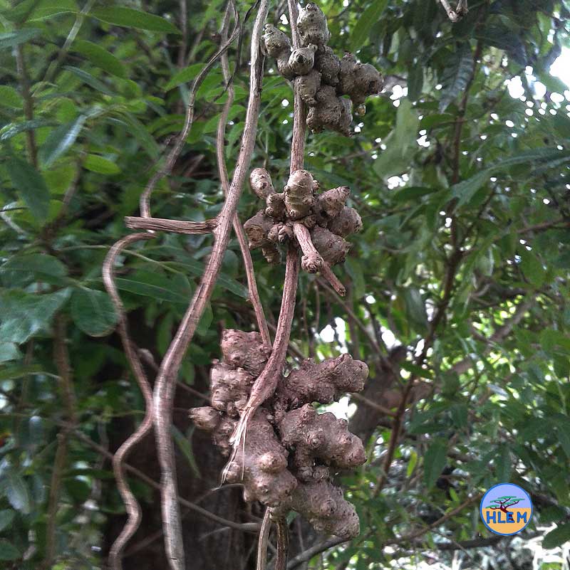 HLEM Madeira vine Anredera cordifolia vine showing details of prpagules growing on the vine NEMBA cat 1b alien invasive weed control durban south africa