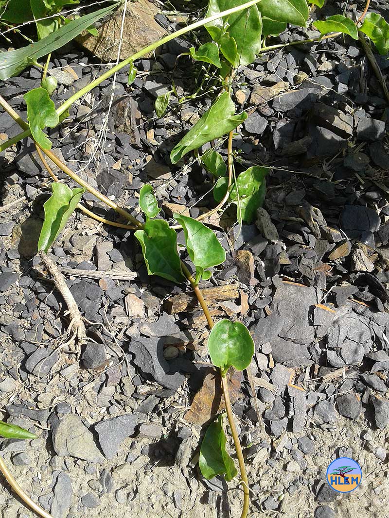 HLEM Madeira vine Anredera cordifolia vine details NEMBA cat 1b alien invasive weed control durban south africa