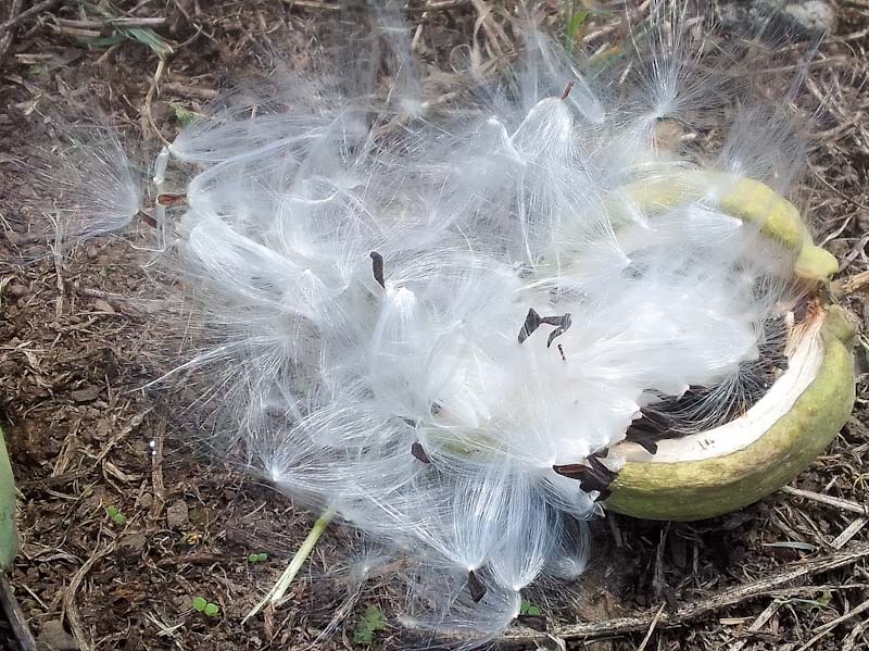 open seed pod of Araujia serifera showing the silk tassles on the seed that aid dispersion