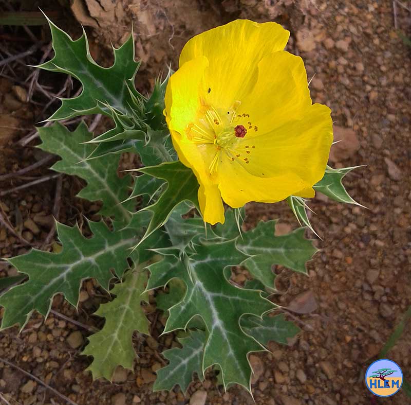 HLEM Yellow Mexican Poppy Argemone mexicana  NEMBA category 1b alien invasive weed DUrban Kwazulu-Nata