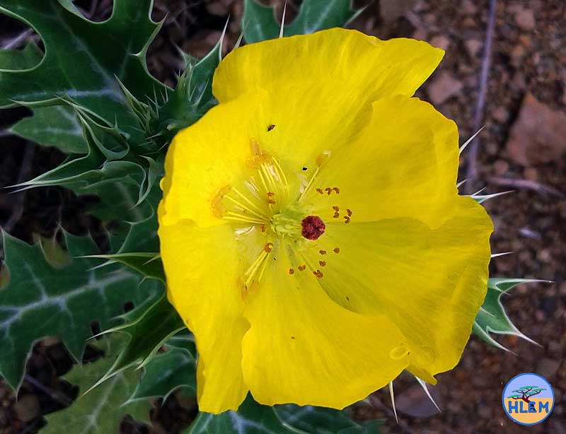 HLEM Yellow Mexican Poppy Argemone mexicana  flower NEMBA cat 1b alien invasive weed control durban