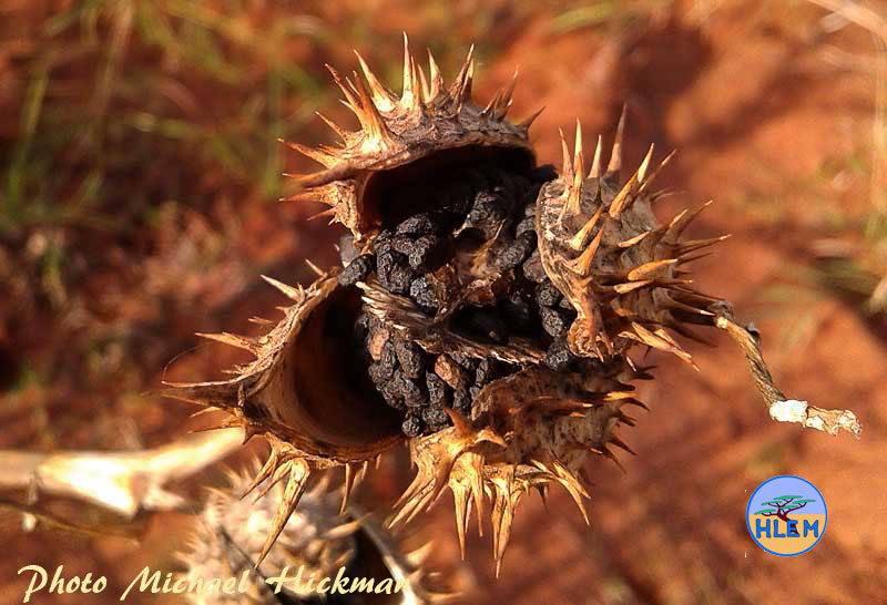 HLEM Seed of Yellow Mexican Poppy Argemone mexicana  NEMBA category 1b alien invasive weed Durban Kwazulu-Natal South Africa