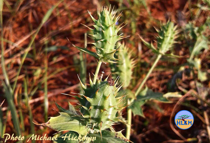 HLEM Seed capsule of Yellow Mexican Poppy Argemone mexicana  NEMBA category 1b alien invasive weed Durban Kwazulu-Natal South Africa