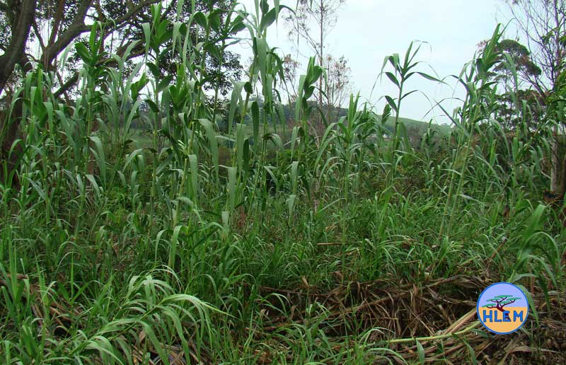 HLEM Giant reed Arundo donax plant NEMBA cat 1b alien invasive weed control durban