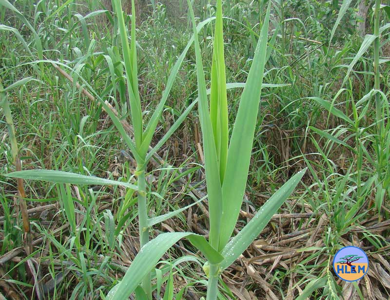 HLEM Giant reed Arundo donax leaf NEMBA cat 1b alien invasive weed control durban