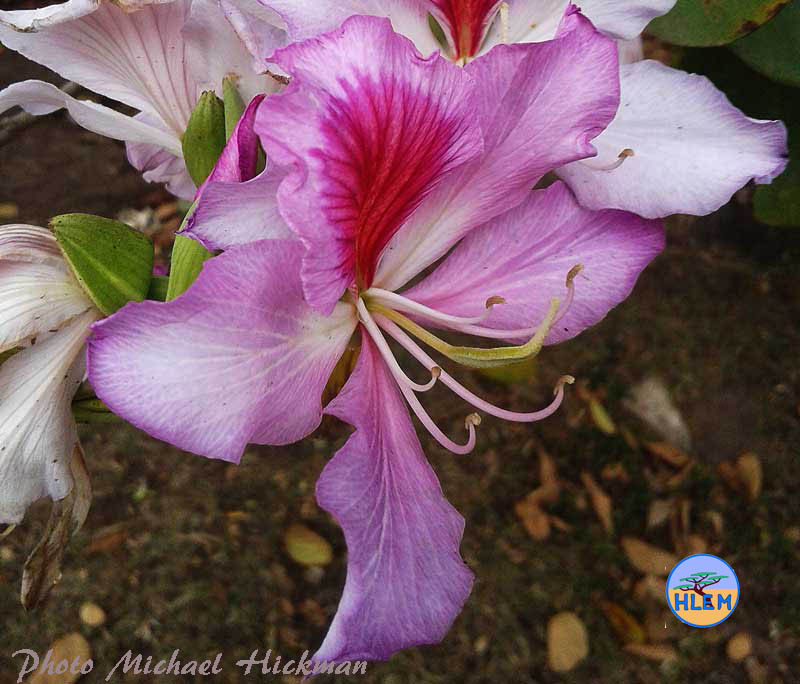 Orchid tree Bauhinia variegata flower NEMBA cat 1b alien invasive weed control HLEM Hlengiwe Luthuli Environmental Management (Pty) Ltd Durban KZN KwaZulu-Natal
