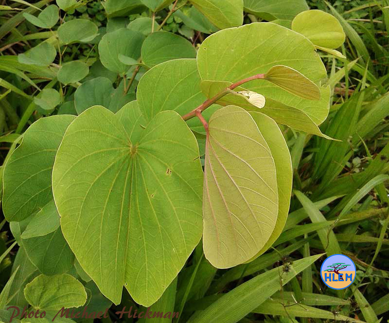 The charachteristic young leaves of Orchid tree Bauhinia variegata which is a NEMBA cat 1b alien invasive tree HLEM Hlengiwe Luthuli Environmental Management (Pty) Ltd Durban KZN KwaZulu-Natal