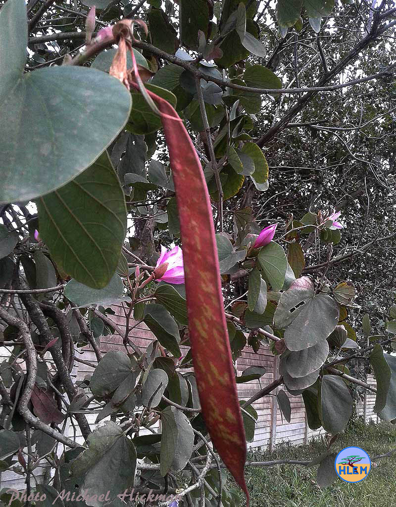 Seed pod  of Orchid tree Bauhinia variegata which is a NEMBA cat 1b alien invasive tree HLEM Hlengiwe Luthuli Environmental Management (Pty) Ltd Durban KZN KwaZulu-Natal