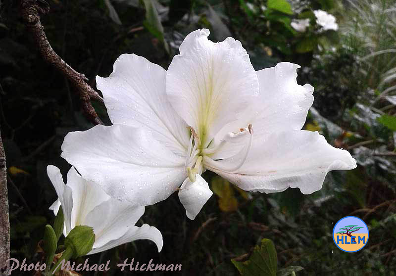 white Flower form of Orchid tree Bauhinia variegata which is a NEMBA cat 1b alien invasive tree HLEM Hlengiwe Luthuli Environmental Management (Pty) Ltd Durban KZN KwaZulu-Natal