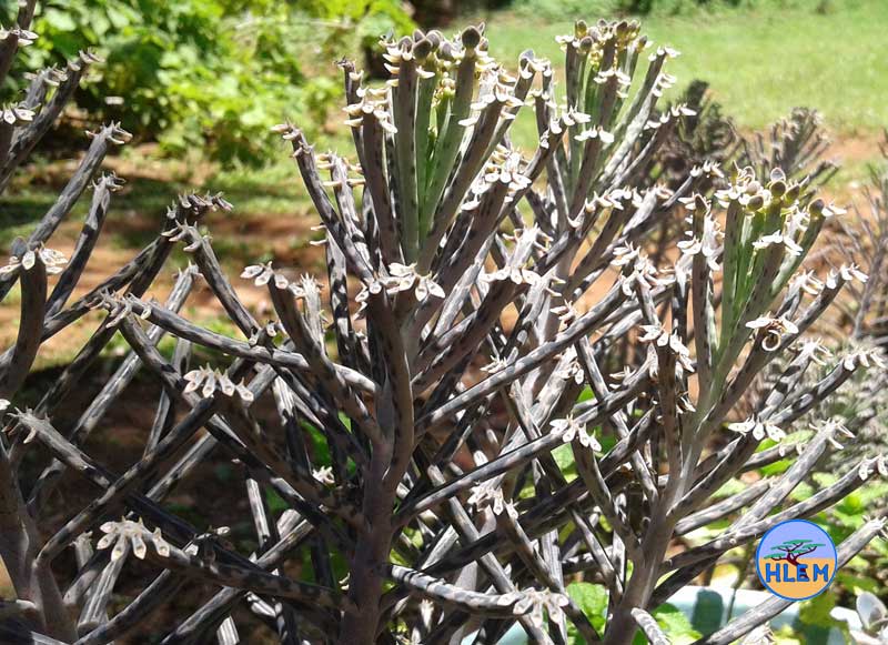 HLEM Chandelier plant Bryophyllum delagoense   NEMBA cat 1b alien invasive weed control durban