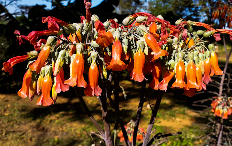 bryophyllum delagoense inflourescence alien invasive weed South Africa
