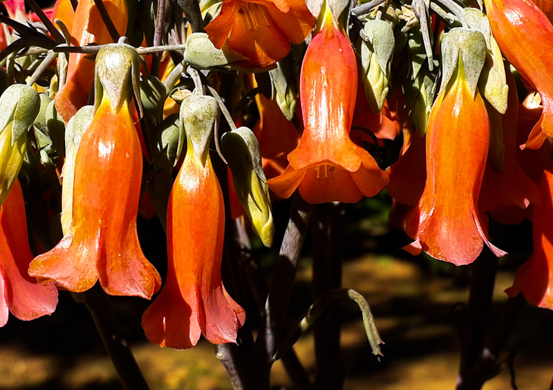 bryophyllum delagoense flower large HLEM invasive alien weed South Africa