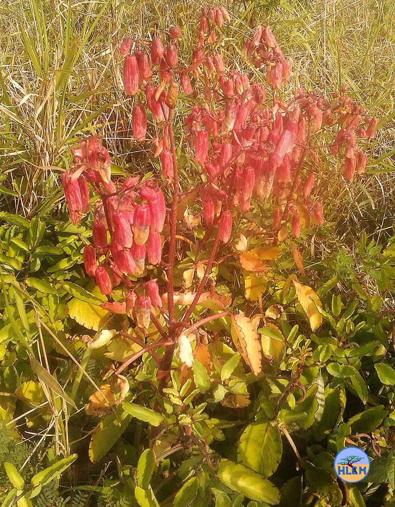 HLEM Cathedral bells Bryophyllum pinnatum flowers  NEMBA cat 1b alien invasive weed control durban