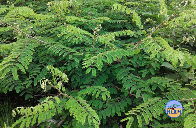HLEM Mauritius thorn  Caesalpinia decapetala plant NEMBA cat 1b alien invasive weed control durban south africa