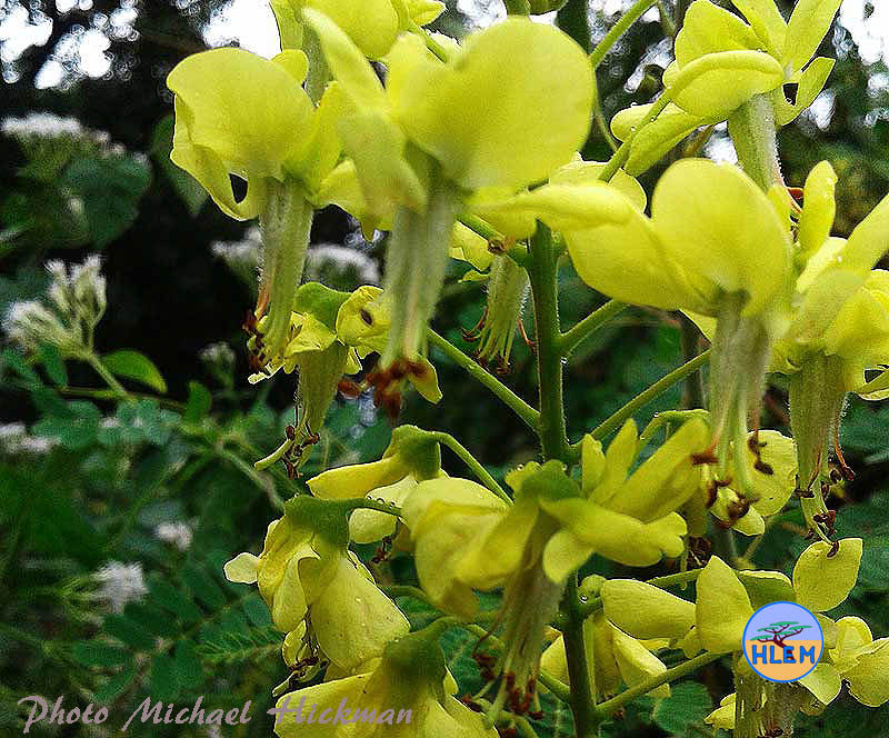 HLEM Mauritius thorn  Caesalpinia decapetala showing flower details NEMBA cat 1b alien invasive weed control Durban South Africa