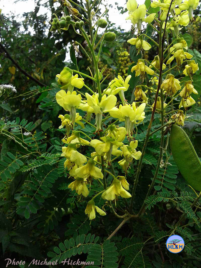 HLEM Mauritius thorn  Caesalpinia decapetala showing inflorescence NEMBA cat 1b alien invasive weed control Durban South Africa