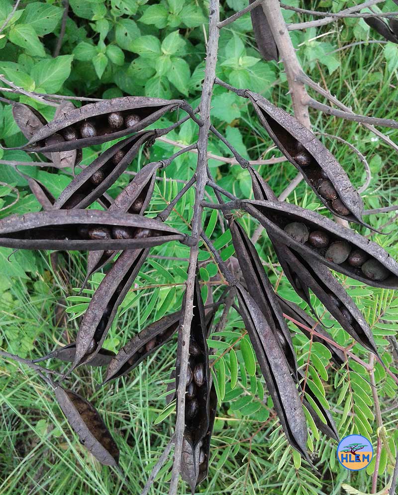 HLEM Mauritius thorn  Caesalpinia decapetala showing seed  details NEMBA cat 1b alien invasive weed control durban south africa