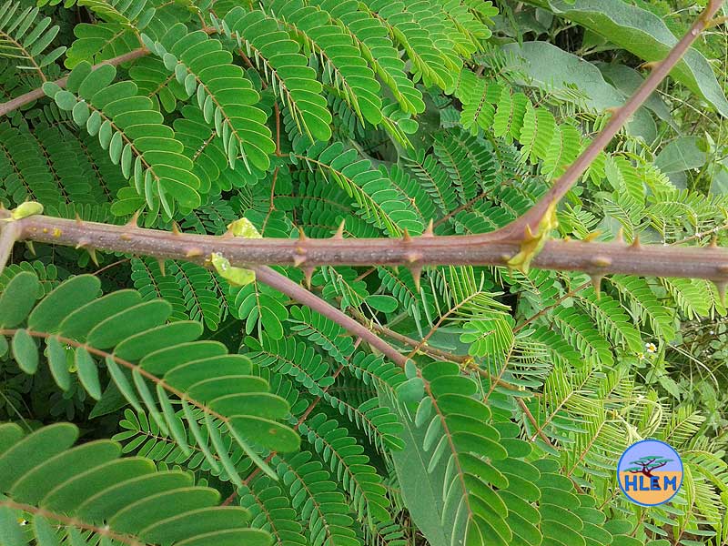 Mauritius thorn  Caesalpinia decapetala plant showing thorns