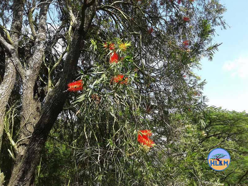 HLEM callistemon viminalis wheeping bottle brush tree NEMBA cat 1b alien invasive weed control durban
