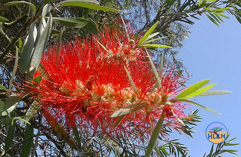 HLEM callistemon viminalis weeping bottle brush flower NEMBA cat 1b alien invasive weed control durban