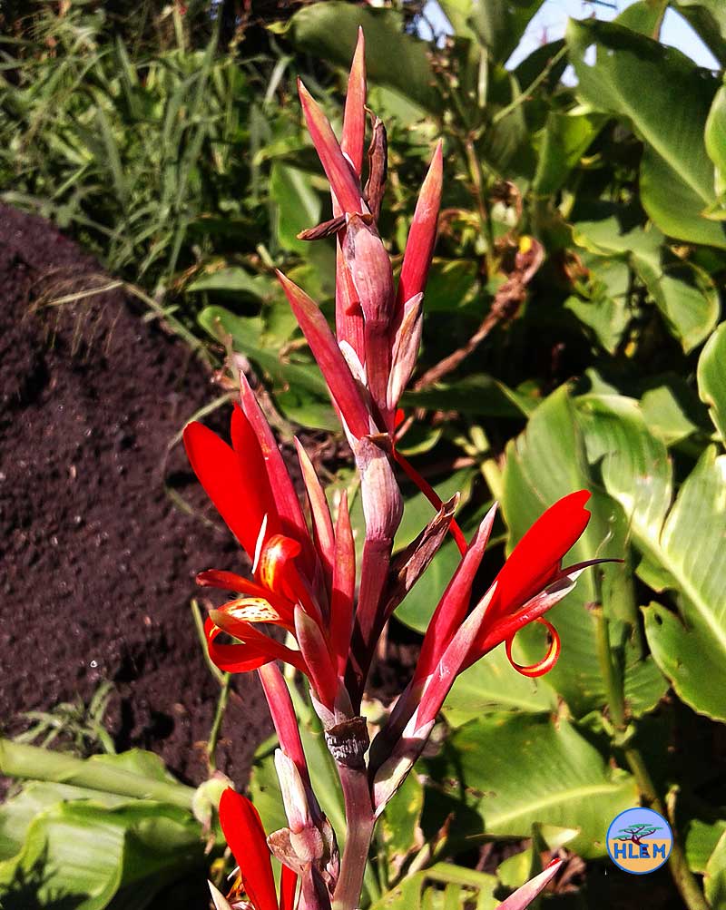 HLEM India Shot Canna indica  flower NEMBA cat 1b alien invasive weed control durban