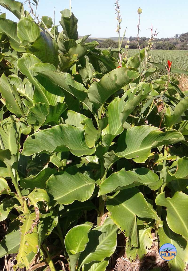 HLEM India Shot Canna indica plant NEMBA cat 1b alien invasive weed Durban South Africa